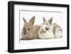 Two Baby Lionhead-Cross Rabbits-Mark Taylor-Framed Photographic Print