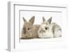 Two Baby Lionhead-Cross Rabbits-Mark Taylor-Framed Photographic Print