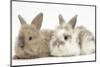 Two Baby Lionhead-Cross Rabbits-Mark Taylor-Mounted Photographic Print