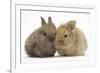 Two Baby Lionhead-Cross Rabbits-Mark Taylor-Framed Photographic Print