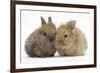 Two Baby Lionhead-Cross Rabbits-Mark Taylor-Framed Photographic Print