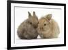 Two Baby Lionhead-Cross Rabbits-Mark Taylor-Framed Photographic Print