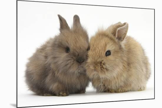 Two Baby Lionhead-Cross Rabbits-Mark Taylor-Mounted Photographic Print