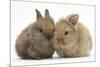 Two Baby Lionhead-Cross Rabbits-Mark Taylor-Mounted Photographic Print