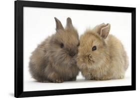 Two Baby Lionhead-Cross Rabbits-Mark Taylor-Framed Photographic Print