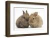 Two Baby Lionhead-Cross Rabbits-Mark Taylor-Framed Photographic Print