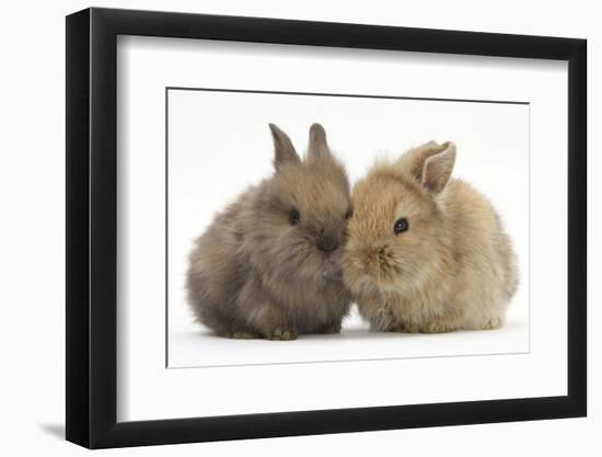 Two Baby Lionhead-Cross Rabbits-Mark Taylor-Framed Photographic Print