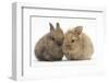 Two Baby Lionhead-Cross Rabbits-Mark Taylor-Framed Photographic Print