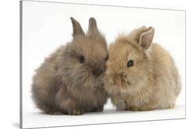 Two Baby Lionhead-Cross Rabbits-Mark Taylor-Stretched Canvas