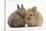 Two Baby Lionhead-Cross Rabbits-Mark Taylor-Stretched Canvas