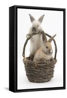 Two Baby Rabbits in a Wicker Basket-Mark Taylor-Framed Stretched Canvas