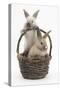 Two Baby Rabbits in a Wicker Basket-Mark Taylor-Stretched Canvas