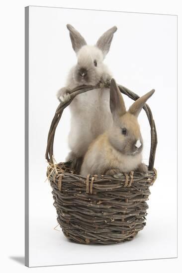 Two Baby Rabbits in a Wicker Basket-Mark Taylor-Stretched Canvas