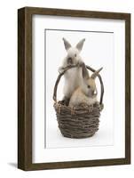 Two Baby Rabbits in a Wicker Basket-Mark Taylor-Framed Photographic Print