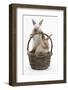 Two Baby Rabbits in a Wicker Basket-Mark Taylor-Framed Photographic Print