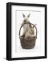 Two Baby Rabbits in a Wicker Basket-Mark Taylor-Framed Photographic Print
