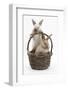 Two Baby Rabbits in a Wicker Basket-Mark Taylor-Framed Photographic Print