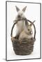 Two Baby Rabbits in a Wicker Basket-Mark Taylor-Mounted Photographic Print