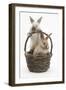 Two Baby Rabbits in a Wicker Basket-Mark Taylor-Framed Photographic Print