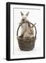 Two Baby Rabbits in a Wicker Basket-Mark Taylor-Framed Photographic Print