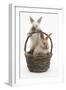 Two Baby Rabbits in a Wicker Basket-Mark Taylor-Framed Photographic Print