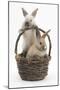 Two Baby Rabbits in a Wicker Basket-Mark Taylor-Mounted Photographic Print