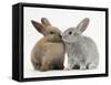 Two Baby Rabbits Kissing-Mark Taylor-Framed Stretched Canvas