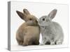 Two Baby Rabbits Kissing-Mark Taylor-Stretched Canvas