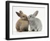 Two Baby Rabbits Kissing-Mark Taylor-Framed Photographic Print