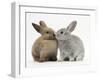 Two Baby Rabbits Kissing-Mark Taylor-Framed Photographic Print