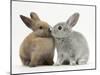 Two Baby Rabbits Kissing-Mark Taylor-Mounted Photographic Print