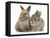 Two Baby Rabbits-Mark Taylor-Framed Stretched Canvas