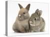 Two Baby Rabbits-Mark Taylor-Stretched Canvas
