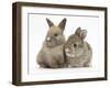 Two Baby Rabbits-Mark Taylor-Framed Photographic Print