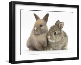 Two Baby Rabbits-Mark Taylor-Framed Photographic Print