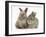 Two Baby Rabbits-Mark Taylor-Framed Photographic Print