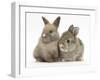 Two Baby Rabbits-Mark Taylor-Framed Photographic Print