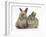 Two Baby Rabbits-Mark Taylor-Framed Photographic Print