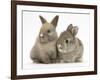 Two Baby Rabbits-Mark Taylor-Framed Photographic Print