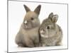 Two Baby Rabbits-Mark Taylor-Mounted Photographic Print