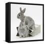 Two Baby Silver Rabbits in a Gift Bag-Mark Taylor-Framed Stretched Canvas
