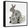 Two Baby Silver Rabbits in a Gift Bag-Mark Taylor-Framed Stretched Canvas