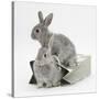 Two Baby Silver Rabbits in a Gift Bag-Mark Taylor-Stretched Canvas