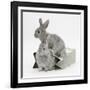 Two Baby Silver Rabbits in a Gift Bag-Mark Taylor-Framed Photographic Print