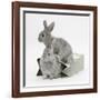 Two Baby Silver Rabbits in a Gift Bag-Mark Taylor-Framed Photographic Print