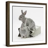 Two Baby Silver Rabbits in a Gift Bag-Mark Taylor-Framed Photographic Print