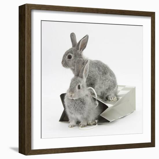 Two Baby Silver Rabbits in a Gift Bag-Mark Taylor-Framed Photographic Print