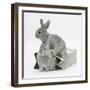 Two Baby Silver Rabbits in a Gift Bag-Mark Taylor-Framed Photographic Print