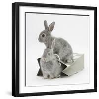 Two Baby Silver Rabbits in a Gift Bag-Mark Taylor-Framed Photographic Print