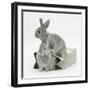 Two Baby Silver Rabbits in a Gift Bag-Mark Taylor-Framed Photographic Print